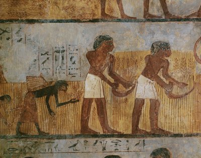 Trabalhadores agrícolas a fazer a colheita (pintura mural) de Egyptian 18th Dynasty