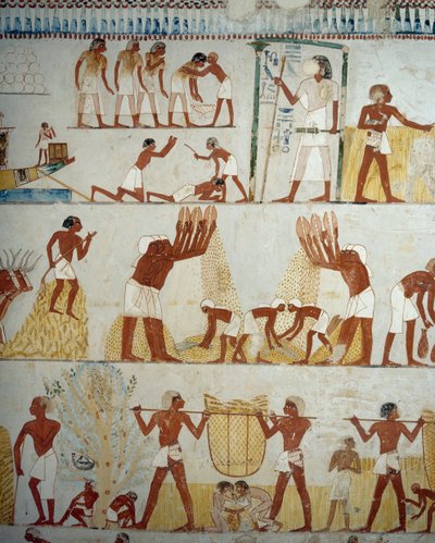 Colheita, debulha e neve de grãos, detalhe de afrescos no vestíbulo do Túmulo de Menna, Sheikh Abd el Qurnah Necropolis, Luxor, Tebas (Lista do Patrimônio Mundial da Unesco de Egyptian 18th Dynasty