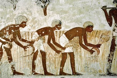 Homens a cortar milho com foices de Egyptian 18th Dynasty