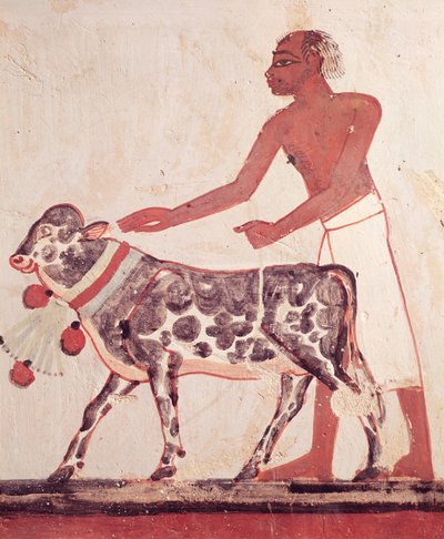 Camponês levando uma vaca para sacrificar, do túmulo de Menna (pintura de parede) de Egyptian 18th Dynasty