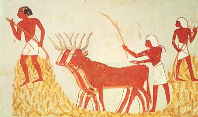 Usando vacas para pisar o trigo, do Túmulo de Menna, New Kingdom (pintura de parede) (veja também 251665) de Egyptian 18th Dynasty