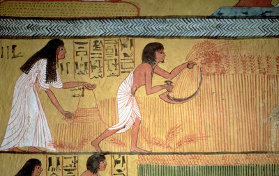 Detalhe de uma cena de colheita na parede leste, a partir do túmulo de Sennedjem, os trabalhadores "Village, New Kingdom de Egyptian 19th Dynasty