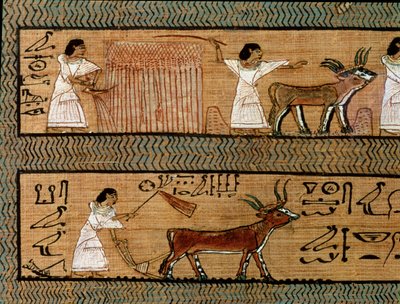 Colhendo e arando, detalhe de uma descrição de atividades agrícolas na vida após a morte, do Livro dos Mortos do Escriba Qualquer, c.1250 aC de Egyptian 19th Dynasty