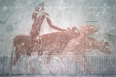Gado, fording, um, canal, em, a, Mastaba, capela, de, ti, reino velho, (wall, painting) de Egyptian 5th Dynasty