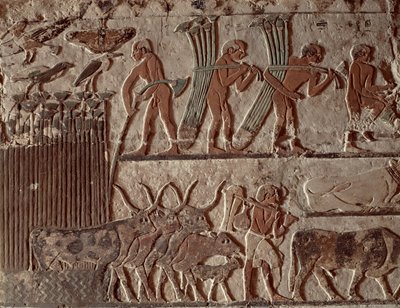 Colheita de papiro e um grupo de vacas, Old Kingdom (pintura de parede) de Egyptian 5th Dynasty