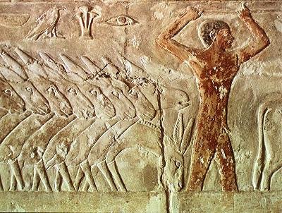 Tropa de burros, do Mastaba de Mereruka, Reino Antigo (pintura de parede) de Egyptian 6th Dynasty Egyptian 6th Dynasty