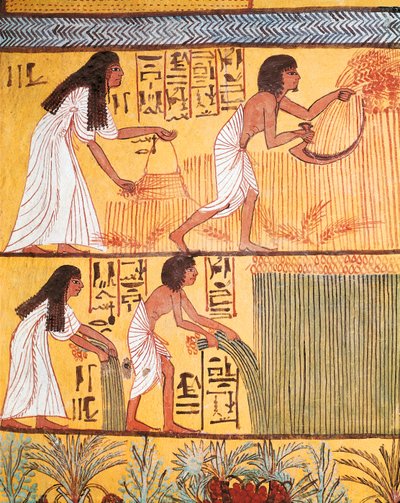 Detalhe de uma cena de colheita na Muralha Oriental, do Túmulo de Sennedjem, A Aldeia dos Trabalhadores de Egyptian Egyptian