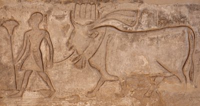 Homem a puxar uma vaca, templo de Hórus, Edfu de Egyptian Egyptian