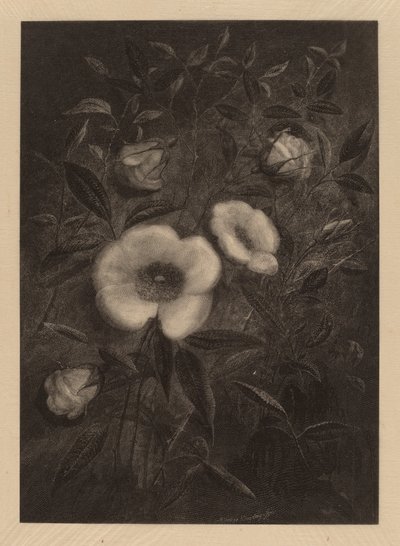 Rosas Selvagens de Elbridge Kingsley