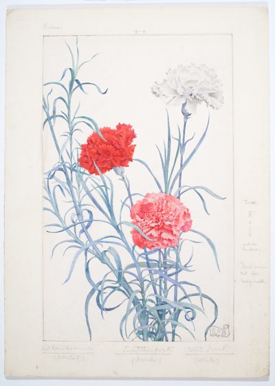 Cravos, c. 1909 (aguarela e grafite sobre cartão) de Eleanor Fortescue-Brickdale