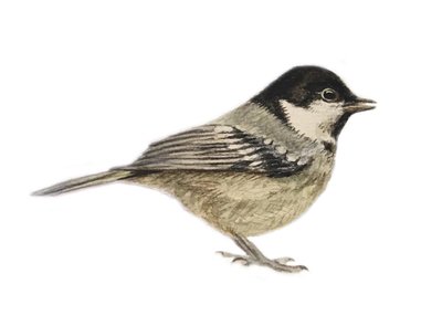Coal Tit, 2019 (aguarela e lápis) de Eleanor Grafton