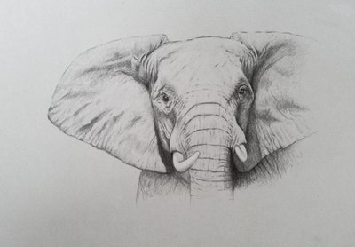 Elefante, 2011 (aguarela e lápis sobre papel) de Eleanor Grafton