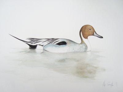 Pato-rabilongo, 2011 (aguarela e lápis) de Eleanor Grafton