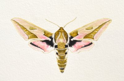 Mariposa-falcão, 2023 (aguarela) de Eleanor Grafton