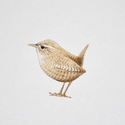 Wren, 2019 (aguarela e lápis) de Eleanor Grafton