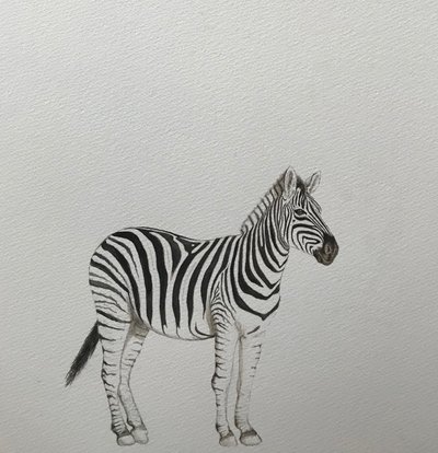 Zebra, 2018 (lápis de aguarela e tinta) de Eleanor Grafton