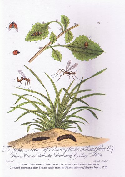 Lady Bird and Daddy Lond Legs: Coccinella e Tipula Oleracea (cor litho) de Eleazar (after) Albin