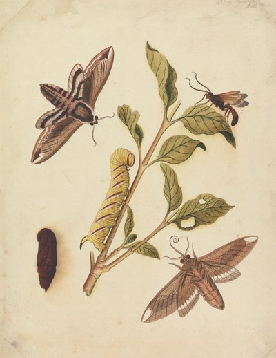Privet Hawk Moths e Callajoppa Exaltatoria de Eleazar Albin