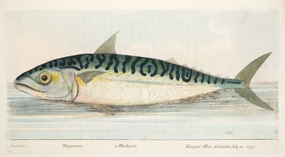 A cavala, de um Tratado sobre peixes e peixes-lagoas, pub. 1832 (gravura colorida à mão) de Eleazar Albin