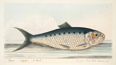 O Shad, de um tratado sobre peixes e peixes-lagoas, pub. 1832 (gravura colorida à mão) de Eleazar Albin