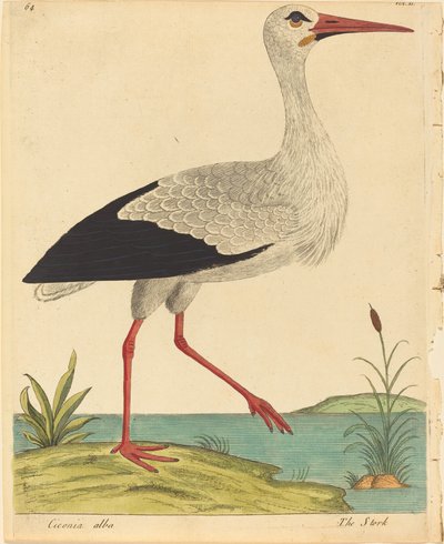 A Cegonha (Ciconia Alba) de Eleazar Albin