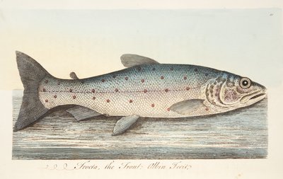 The Trout, de um tratado sobre peixes e peixes-lagoas, pub. 1832 (gravura colorida à mão) de Eleazar Albin