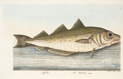 O badejo, de um Tratado sobre peixes e peixes-lagoas, pub. 1832 (gravura colorida à mão) de Eleazar Albin