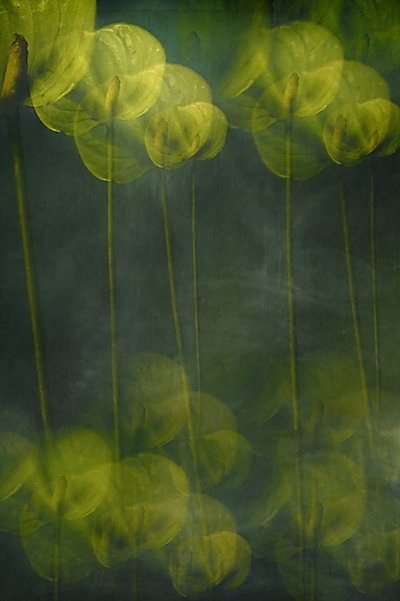 Flores verdes etéreas de Elena Arjona