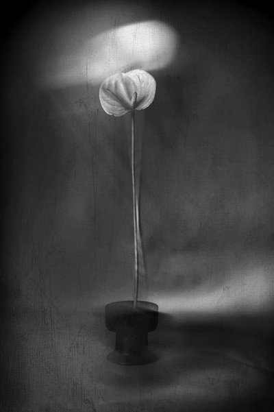 Florescimento de Luz Graciosa de Elena Arjona
