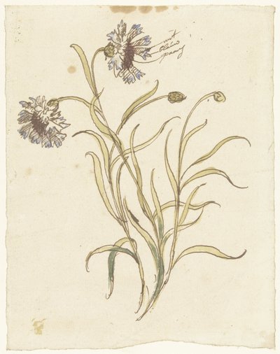 Cravos de Elias van Nijmegen