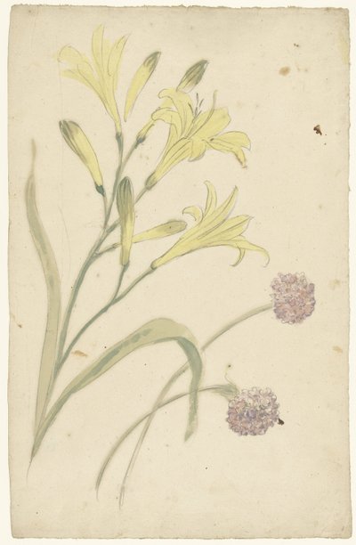 Estudos de flores de um lírio amarelo e uma cebola florescendo de Elias van Nijmegen