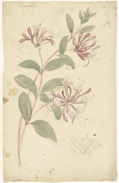 Madressilva de Elias van Nijmegen