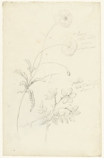 Estudos de papoila e jasmim de Elias van Nijmegen