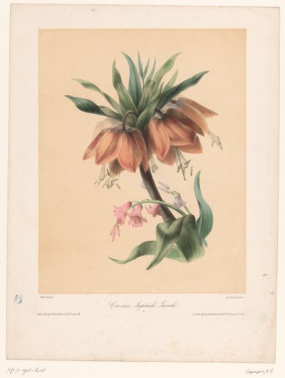 Coroa Imperial e Jacinto Couronne Impériale, Jacinthe (título no objeto) de Elisa Honorine Champin