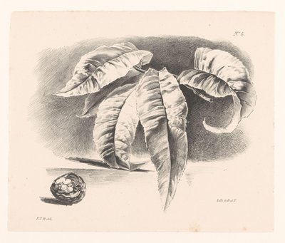 Bladeren em walnoot Princípios de Uso de Flores e Frutas para Iniciantes (título da série) de Elise Therèse Daiwaille