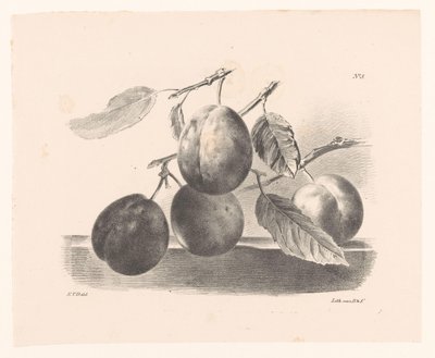 Pruimen aan takeken Princípios de Uso de Flores e Frutas para Iniciantes (título da série) de Elise Therèse Daiwaille