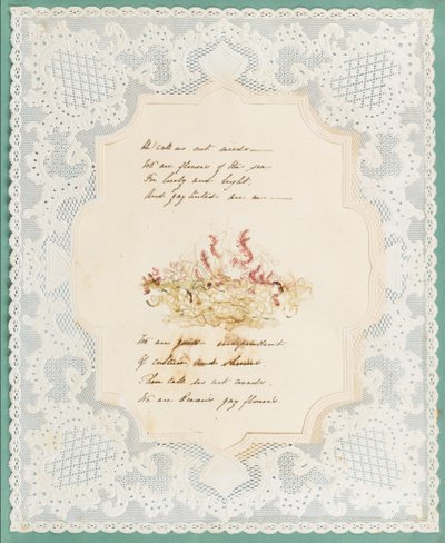 Algas marinhas de Eliza A. Jordson
