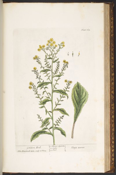 Placa 169, Varão de Ouro, de 
