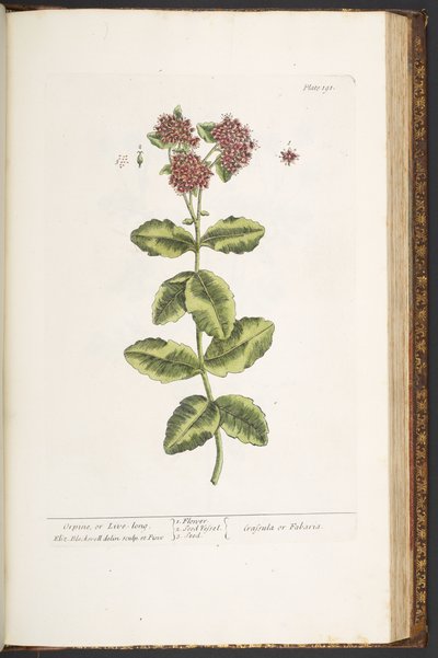 Placa 191, Orpine, ou Live-Long, de 
