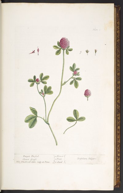 Placa 20, Trevo de Trefoil Roxo, de 