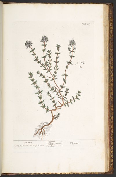 Prato 211, tomilho, de "A Curious Herbal de Elizabeth Blackwell