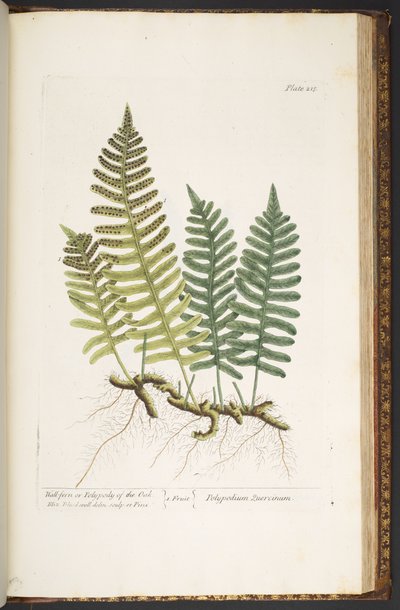 Placa 215, de "A Curious Herbal" ou Polypody of the Oak, de "A Curious Herbal de Elizabeth Blackwell
