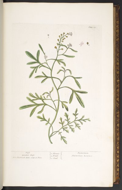 Prato 23, Agrião de Jardim, de 
