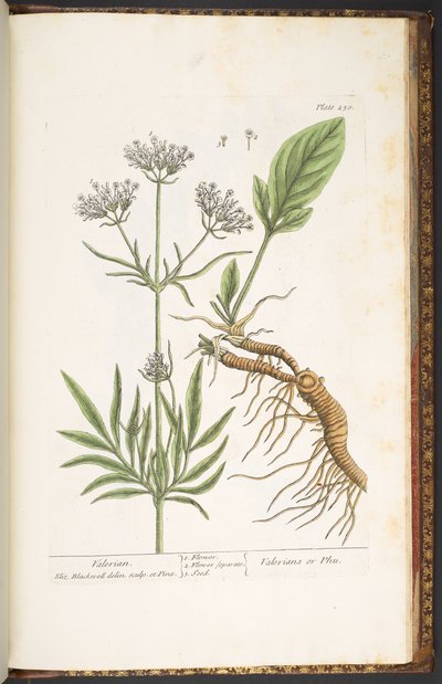 Placa 250, Valerian, de 