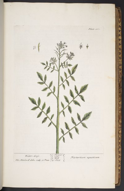 Placa 260, de "A Curious Herbal de Elizabeth Blackwell