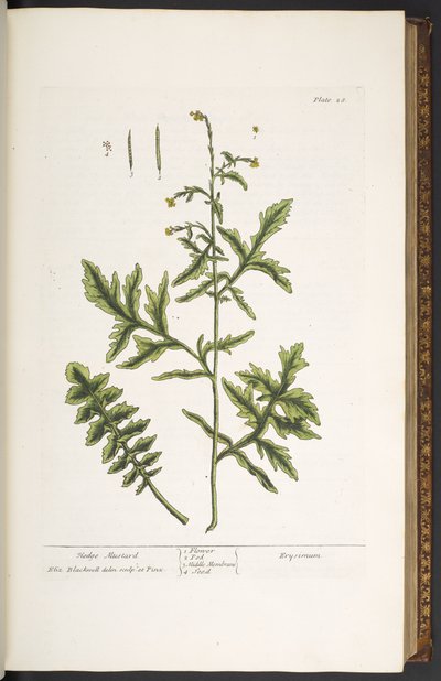 Placa 28, Mostarda de sebe, de 