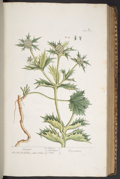Placa 297, Eryngo, de 