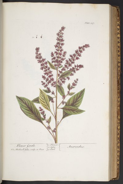 Placa 317, Flower Gentle, ou Amaranthus, de 