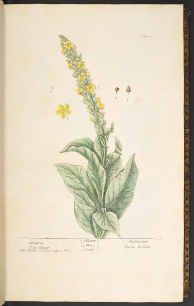 Placa 3, Mullein, de 