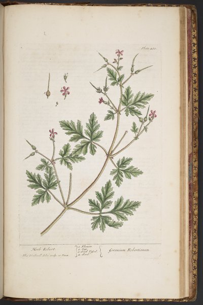 Placa 480, Herb Robert, de 